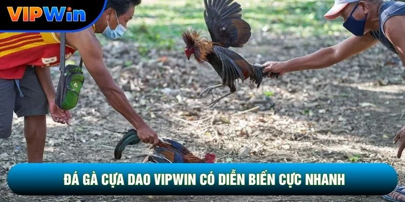 Đá Gà Cựa Dao Vipwin - Trận Chiến Thomo Kết Thúc 2-5 Phút Mỗi Hiệp 2 Đá gà cựa dao vipwin có diễn biến cực nhanh