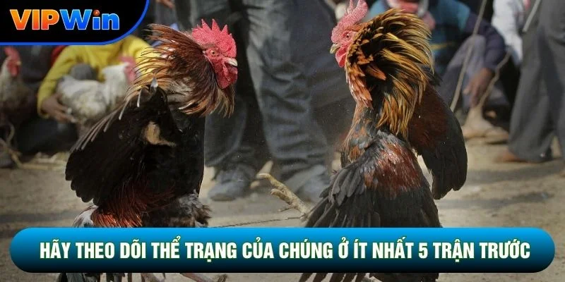 Đá Gà Cựa Dao Vipwin - Trận Chiến Thomo Kết Thúc 2-5 Phút Mỗi Hiệp 5 Hãy theo dõi thể trạng của chúng ở ít nhất 5 trận trước