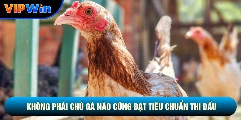 Đá Gà Cựa Dao Vipwin - Trận Chiến Thomo Kết Thúc 2-5 Phút Mỗi Hiệp 3 Không phải chú gà nào cũng đạt tiêu chuẩn thi đấu
