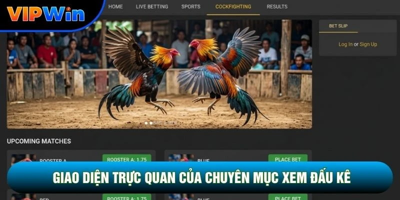 Cách Xem Đá Gà Trên Vipwin - Livestream Full HD Độ Trễ 0,02 Giây 3 Giao diện trực quan của chuyên mục xem đấu kê